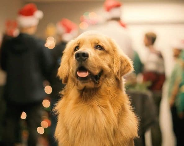 golden retriever in a santa hat